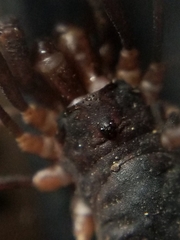 Protolophus niger