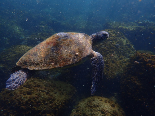 Green turtle