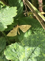 Gandaritis pyraliata