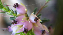 Erica carnea