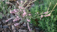 Erica carnea