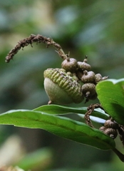 Lithocarpus quercifolius, photograph author not stated, no rights reserved