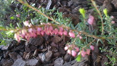 Erica carnea