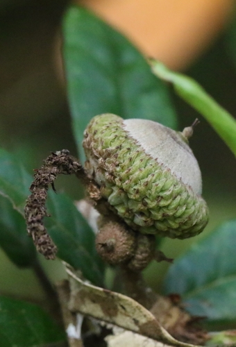 Lithocarpus quercifolius, photograph 4