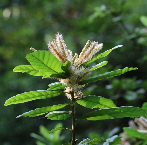 Lithocarpus quercifolius, photograph 5