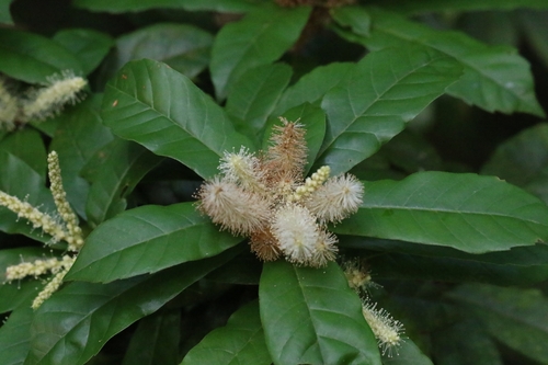 Lithocarpus quercifolius, photograph 6