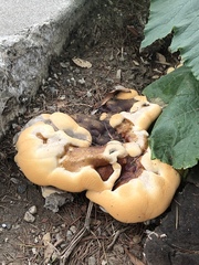 Ganoderma polychromum