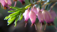 Erica carnea