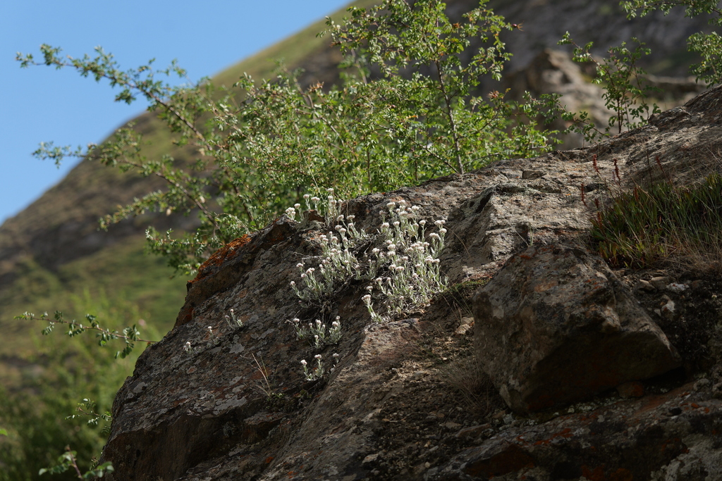 Anaphalis cuneifolia