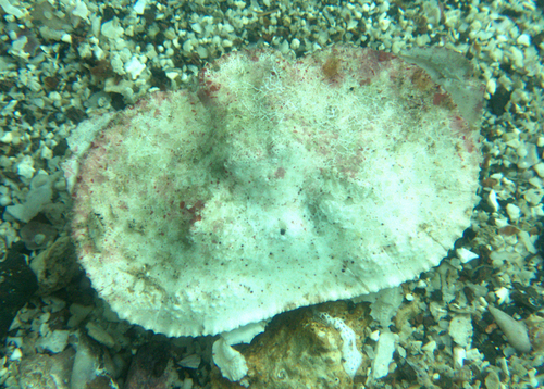 Aethra edentata observed 2024-08-29