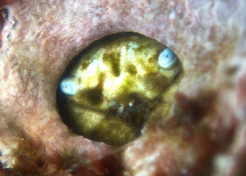 Dacryopilumnus eremita in life