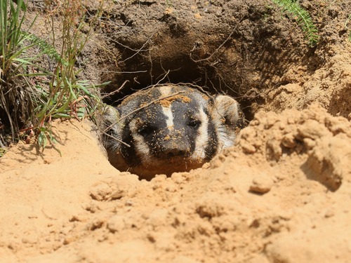 American Badger photographed in Wisconsin