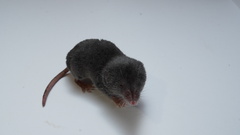 Yucatan Small-Eared Shrew photo 4