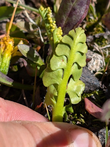 giant moonwort (Botrychium yaaxudakeit)