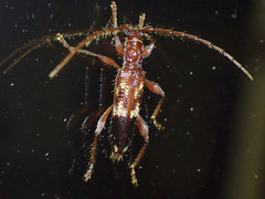 Coptocercus aberrans