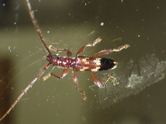 Coptocercus aberrans