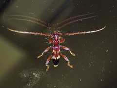 Coptocercus aberrans