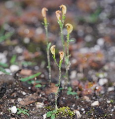 Pterostylis parviflora