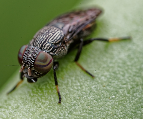 Notogramma cimiciforme observed 2024-09-02