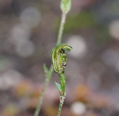 Pterostylis parviflora