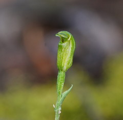 Pterostylis parviflora