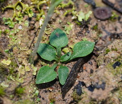 Pterostylis parviflora