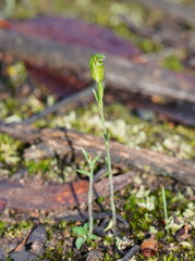 Pterostylis parviflora