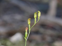 Pterostylis parviflora