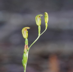 Pterostylis parviflora