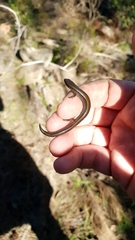 Hemiergis decresiensis