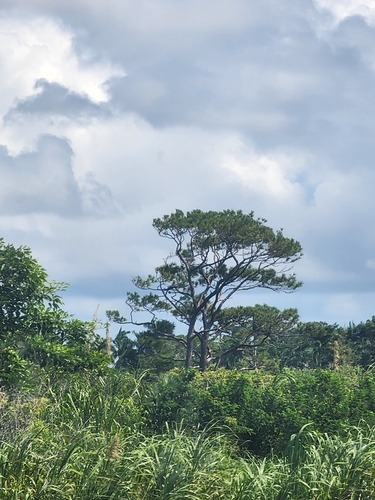 Image of Caribbean Pine (Pinus caribaea) by (c) Scott Allen Davis, some rights reserved (CC BY)