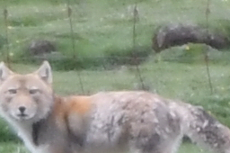 Tibetan Fox