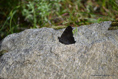 Aglais caschmirensis