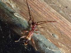 Coptocercus aberrans