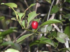 Dendrotrophe varians