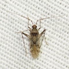 Phytocoris carnosulus