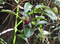 Dendrotrophe varians