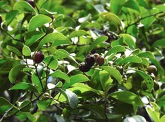 Dendrotrophe varians