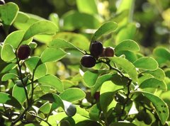 Dendrotrophe varians