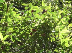 Dendrotrophe varians