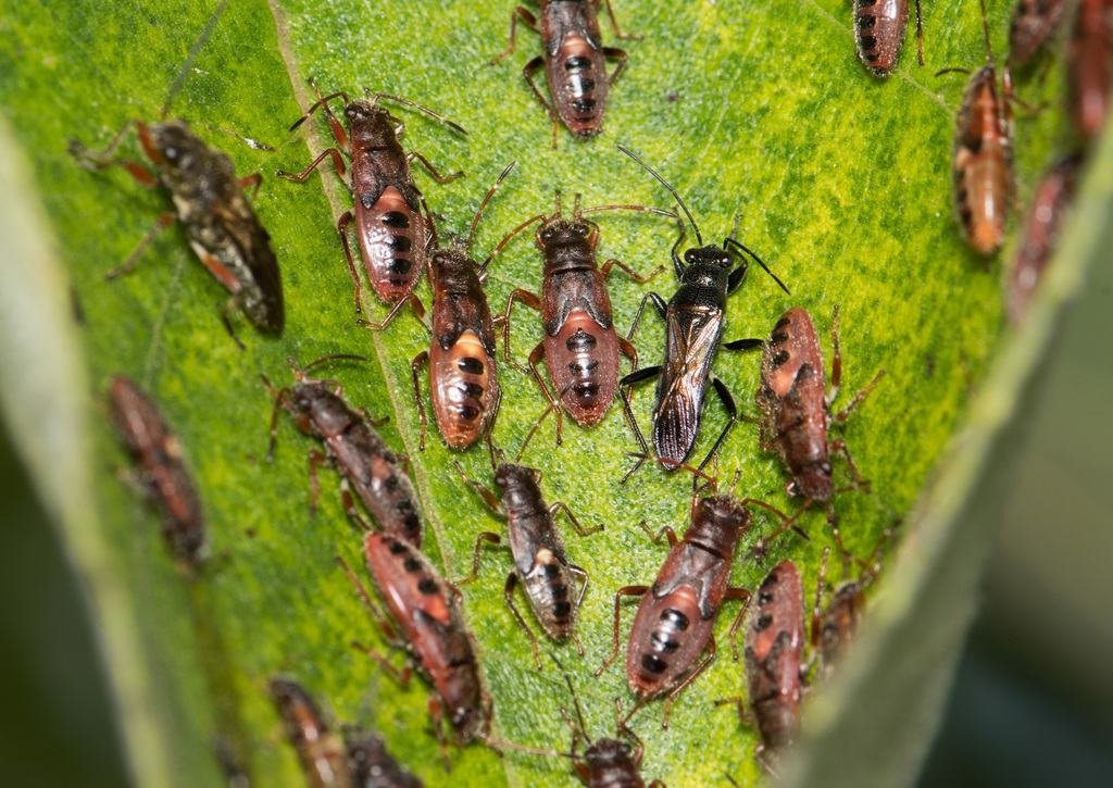 Nerthus taivanicus
