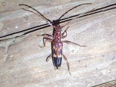 Coptocercus aberrans