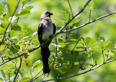 Dendrocitta formosae formosae