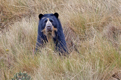 Spectacled Bear photo 5