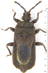 Brachyrhynchus membranaceus