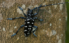 Anoplophora macularia