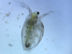 Daphniidae