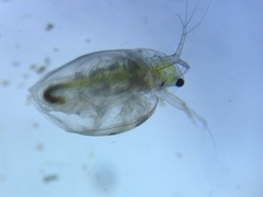 Daphniidae