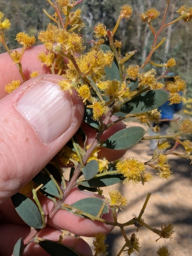Image of Acacia buxifolia by (c) Will Cornwell, some rights reserved (CC BY)