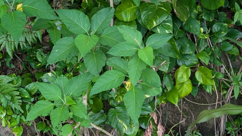 Cordia aspera observed 2024-09-03